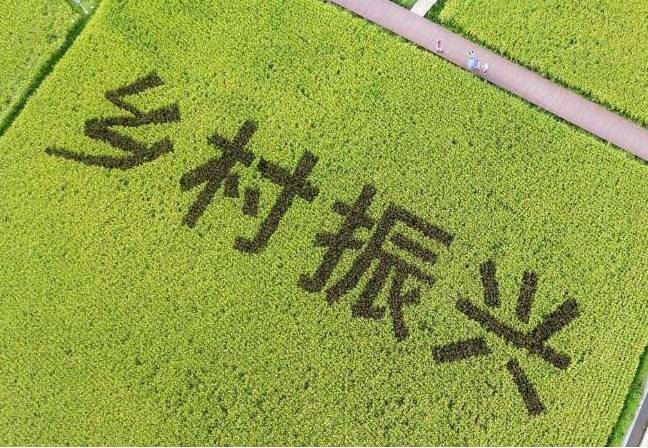 2024全国两会系列评论“向未来”⑧｜久久为功 齐鲁大地乡村振兴谱新篇