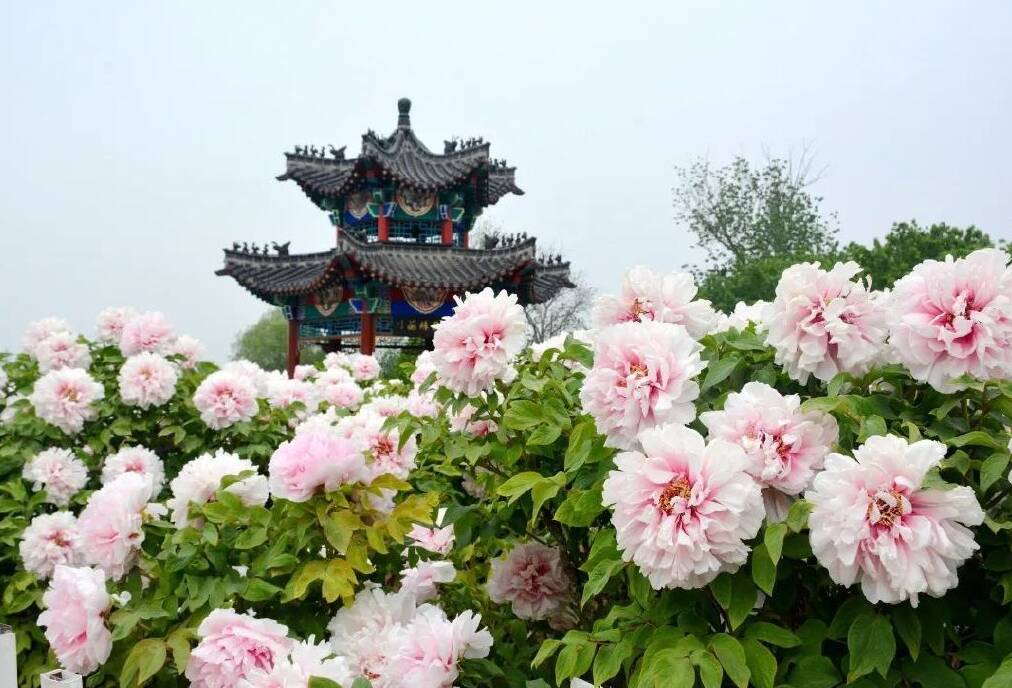 闪电短评｜讲好“国色天香”的中国故事