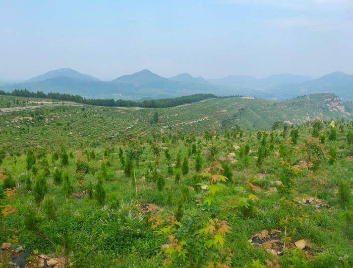 闪电评论丨植绿护绿 打造荒山绿化“济宁模式”